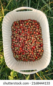 Fresh Ripe Red Berries Of Wild Forest Strawberries In A Basket Behind The Grass. Gifts Of Nature, Summer Vitamins, Berry Picking, Harvest.