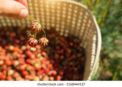 Fresh Ripe Red Berries Of Wild Forest Strawberries In A Basket Behind The Grass. Gifts Of Nature, Summer Vitamins, Berry Picking, Harvest.