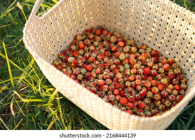 Fresh Ripe Red Berries Of Wild Forest Strawberries In A Basket Behind The Grass. Gifts Of Nature, Summer Vitamins, Berry Picking, Harvest.