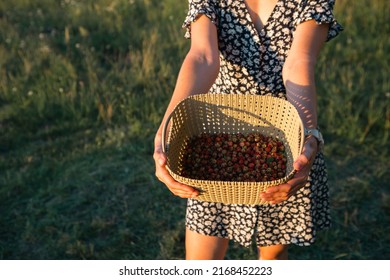 Fresh Ripe Red Berries Of Wild Strawberries In A Basket In The Hands Of A Woman In A Summer Dress In The Countryside In The Sunlight. Gifts Of Nature, Summer Vitamins, Berry Picking, Harvest.