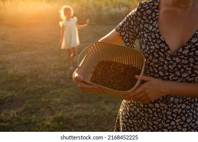 Fresh Ripe Red Berries Of Wild Strawberries In A Basket In The Hands Of A Woman In A Summer Dress In The Countryside In The Sunlight. Gifts Of Nature, Summer Vitamins, Berry Picking, Harvest.