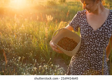 Fresh Ripe Red Berries Of Wild Strawberries In A Basket In The Hands Of A Woman In A Summer Dress In The Countryside In The Sunlight. Gifts Of Nature, Summer Vitamins, Berry Picking, Harvest.