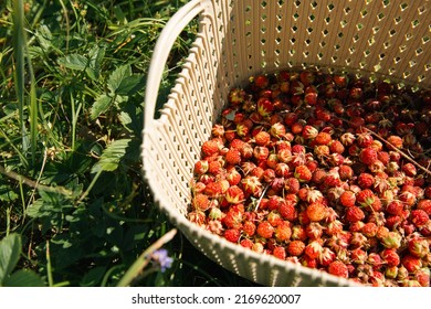 Fresh Ripe Red Berries Of Wild Forest Strawberries In A Basket Behind The Grass. Gifts Of Nature, Summer Vitamins, Berry Picking, Harvest.