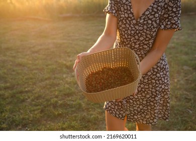 Fresh Ripe Red Berries Of Wild Strawberries In A Basket In The Hands Of A Woman In A Summer Dress In The Countryside In The Sunlight. Gifts Of Nature, Summer Vitamins, Berry Picking, Harvest.