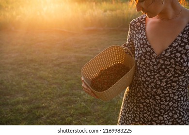 Fresh Ripe Red Berries Of Wild Strawberries In A Basket In The Hands Of A Woman In A Summer Dress In The Countryside In The Sunlight. Gifts Of Nature, Summer Vitamins, Berry Picking, Harvest.