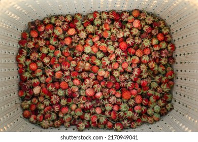 Fresh Ripe Red Berries Of Wild Forest Strawberries In A Basket Behind The Grass. Gifts Of Nature, Summer Vitamins, Berry Picking, Harvest.