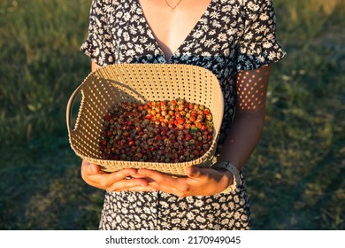 Fresh Ripe Red Berries Of Wild Strawberries In A Basket In The Hands Of A Woman In A Summer Dress In The Countryside In The Sunlight. Gifts Of Nature, Summer Vitamins, Berry Picking, Harvest.