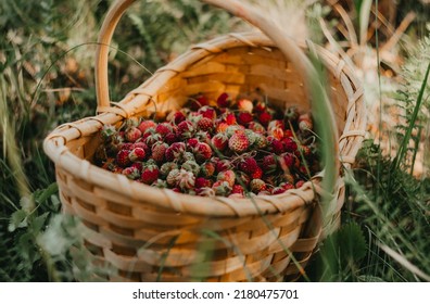 Fresh Ripe Red Berries Of Wild Forest Strawberries In A Basket Behind The Grass. Gifts Of Nature, Summer Vitamins, Berry Picking, Harvest.