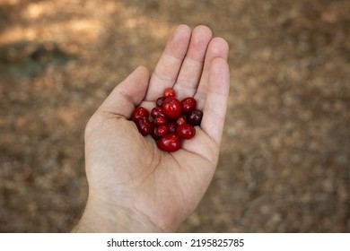 Fresh Ripe Red Forest Berries Held In Man's Palm. Close Up Shot, Shallow Depth Of Field, Unrecognizable People.