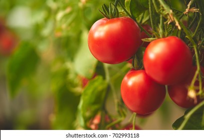 Fresh ripe red tomatoes hanging on the vine in a greenhouse                             