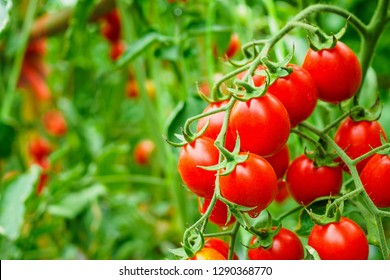 Fresh Ripe Red Tomatoes Plant Growth In Organic Greenhouse Garden Ready To Harvest