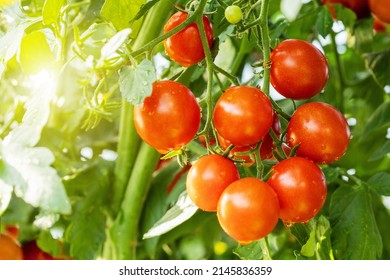 Fresh ripe red tomatoes plant growth in organic greenhouse. 