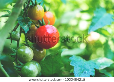 Fresh ripe red tomatoes and some tomatoes that are not ripe yet hanging on the vine of a tomato plant in the garden.