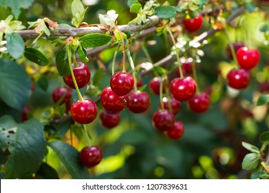 Fresh Ripe Sour Cherry Hanging On Cherry Tree In Orchard, Ingredient For Cherry Pie Or Jam