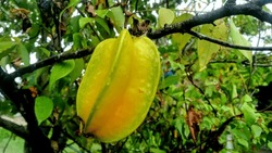 A Fresh Ripe Starfruit During The Day