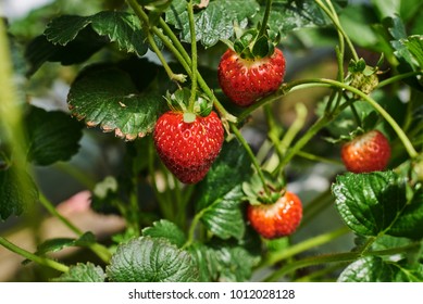 Fresh ripe strawberry from farm. Strawberry field. Garden-bed with some ripe fruit. Plantation of sweet and healthy berries on a sunny day. Organically cultivated plantation.