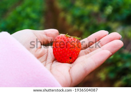 Fresh ripe strawberry in the hand of a woman.