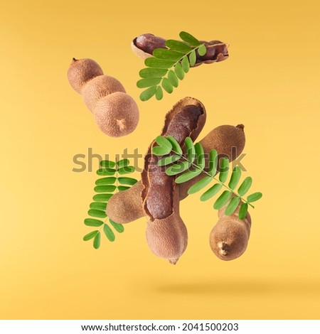 Fresh ripe tamarind fruit with leaves falling in the air isolated on yellow background. High resolution image. Food levitation concept