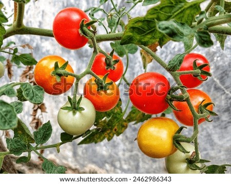 Similar – Tomaten, die auf Reben im Gewächshaus wachsen.