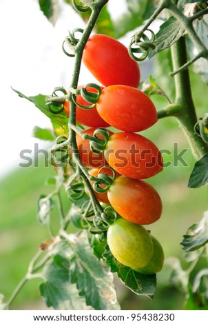 Similar – Tomaten, die auf Reben im Gewächshaus wachsen.