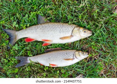Fresh River Fish Chub Soft Focus Stock Photo 2149437751 | Shutterstock