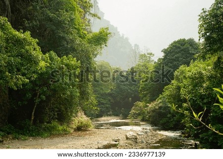 fresh river and the green forest