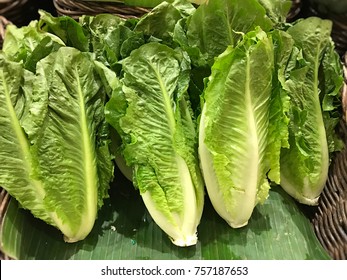 Fresh Romaine Lettuce