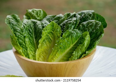 Fresh Romaine Lettuce Or Green Cos Lettuce  In Wooden Bowl On Background Green Bokeh.