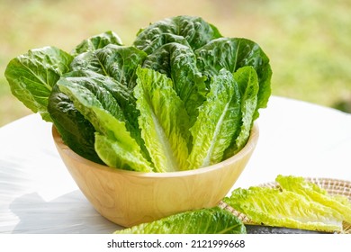 Fresh Romaine Lettuce Or Green Cos Lettuce  In Wooden Bowl On Background Green Bokeh.