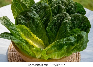 Fresh Romaine Lettuce Or Green Cos Lettuce  In Wooden Bowl On Background Green Bokeh.