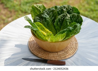 Fresh Romaine Lettuce Or Green Cos Lettuce  In Wooden Bowl On Background Green Bokeh.