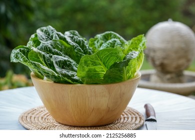 Fresh Romaine Lettuce Or Green Cos Lettuce  In Wooden Bowl On Background Green Bokeh.