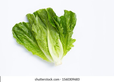 Fresh Romaine Lettuce On White Background.