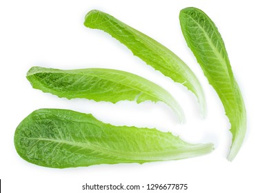 Fresh Roman Cos Lettuce Isolated On A White Background. Top View. Flat Lay