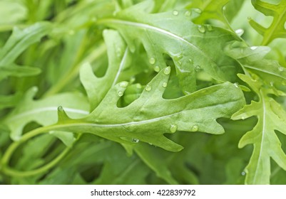 fresh roquette/rucola/wild rocket / (type of lettuce) in a glasshouse