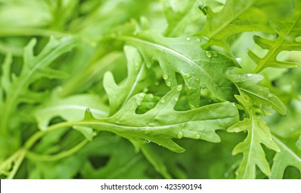 fresh roquette/rucola/wild rocket / (type of lettuce) in a glasshouse