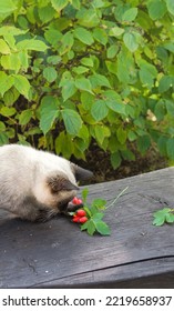 Fresh Rose Hips On A Garden Bench