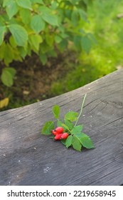 Fresh Rose Hips On A Garden Bench