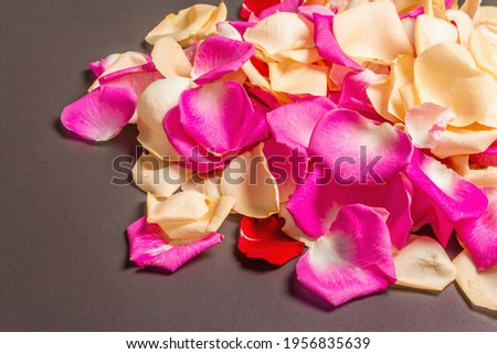 Similar – scattered petals of pink peony