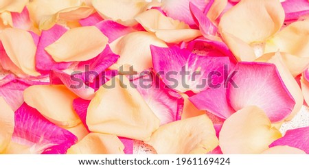 Similar – scattered petals of pink peony