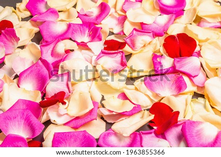 Similar – scattered petals of pink peony