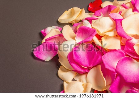 Similar – scattered petals of pink peony