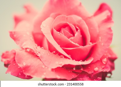 fresh rose with water drops on white background