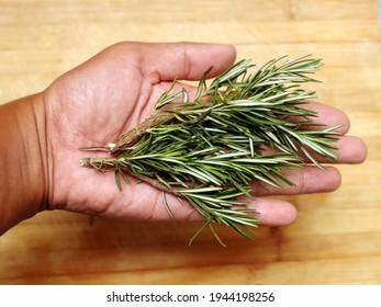 Fresh Rosemary In Hand At The Kitchen.