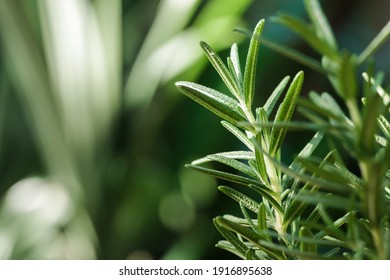 Fresh Rosemary Herb grow outdoor. Rosemary leaves Close-up. - Shutterstock ID 1916895638