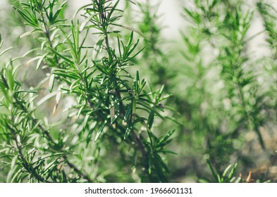 Fresh rosemary herb grow outdoor. Rosemary leaves close-up. Fresh organic flavoring plants growing. Seasonings, nature healthy flavoring, cooking. Ingredients for food. - Powered by Shutterstock