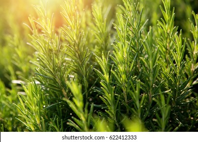 Fresh Rosemary Herb grow outdoor. - Shutterstock ID 622412333