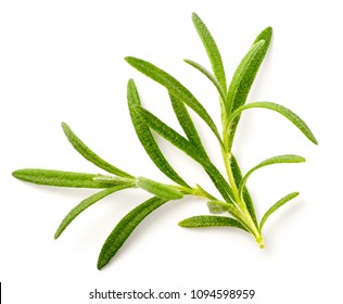 Fresh Rosemary Isolated On White