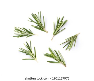 fresh rosemary isolated on white background. Top view
