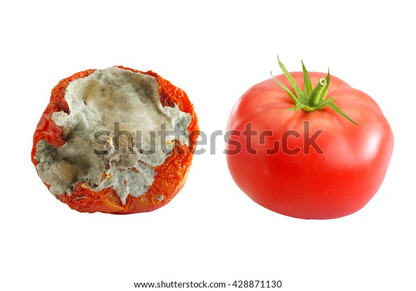 Тухлые помидоры Экокультура фото градусы. Fresh Rotten.